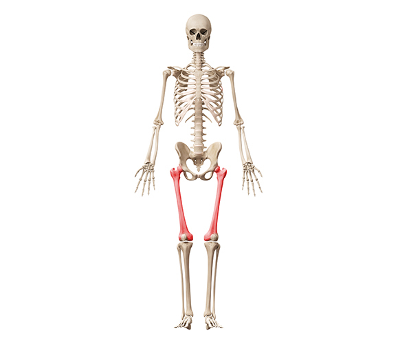 The femurs are the upper bones of your legs